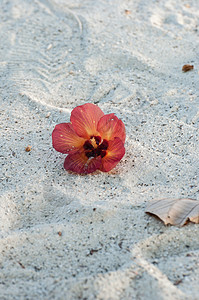 沙沙上红色的象皮木槿植物背景图片
