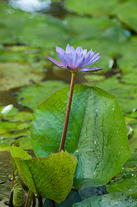 紫色莲花美丽背景图片