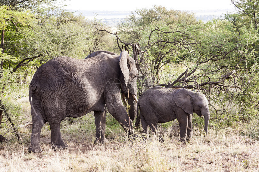 非洲荒野犊牛哺乳动物动物群家庭獠牙动物女性野生动物领导者图片