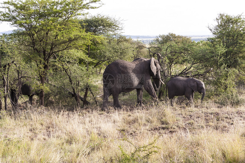非洲獠牙野生动物女性动物犊牛奶牛女族树木大象家庭图片