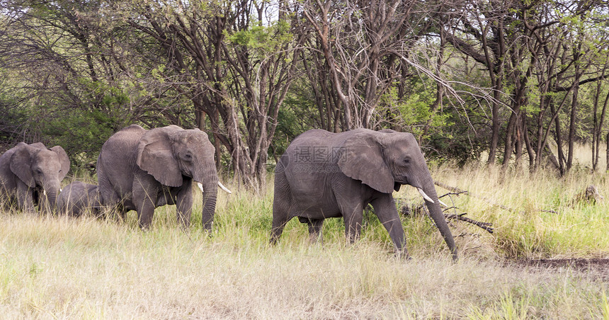 非洲野生动物獠牙女性哺乳动物犊牛女族大象大草原动物动物群图片