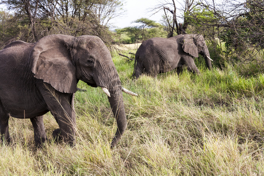 非洲动物大象树干女性荒野领导者野生动物犊牛大草原动物群图片