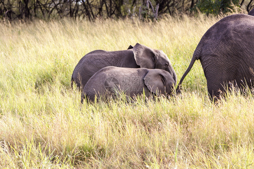 非洲獠牙奶牛女族野生动物树干大象动物团体家庭哺乳动物图片