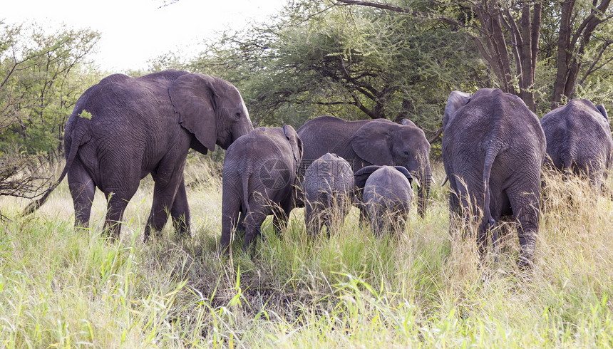 非洲獠牙犊牛女性哺乳动物家庭动物群大象女族树木树干图片