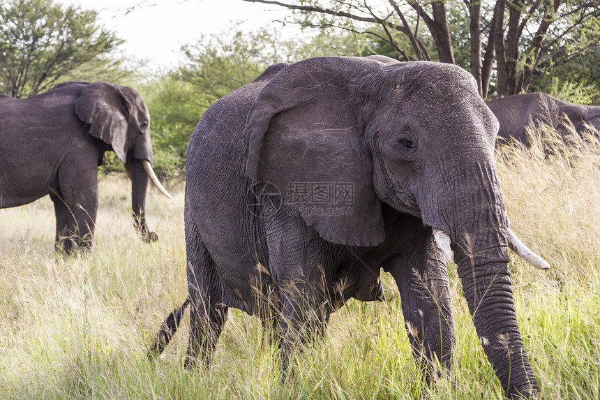 非洲犊牛家庭獠牙动物群大象女族大草原领导者奶牛哺乳动物图片