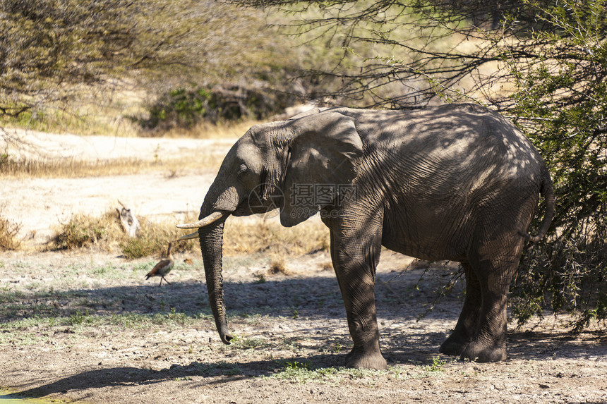 非洲大草原荒野领导者哺乳动物树干野生动物动物群大象女族女性图片
