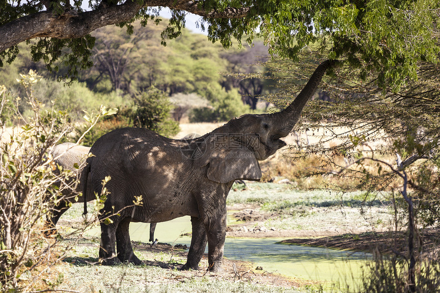 非洲大草原女性奶牛荒野哺乳动物獠牙团体大象树木野生动物图片