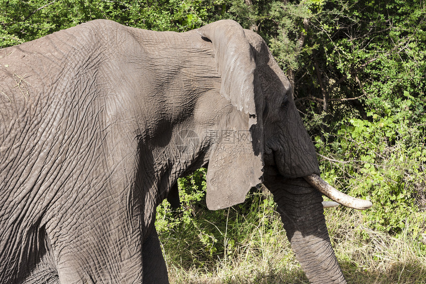 非洲树干荒野女性大象野生动物大草原犊牛团体奶牛动物群图片
