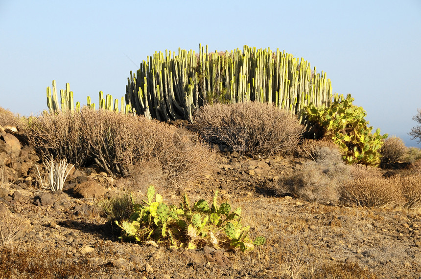 沙漠中的绿色大仙人掌蓝色植物衬套叶子荒野花园脊柱公园生活旅行图片