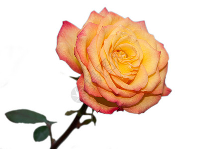 橙色玫瑰 在白背景上孤立橙子黄色宏观花瓣白色背景图片