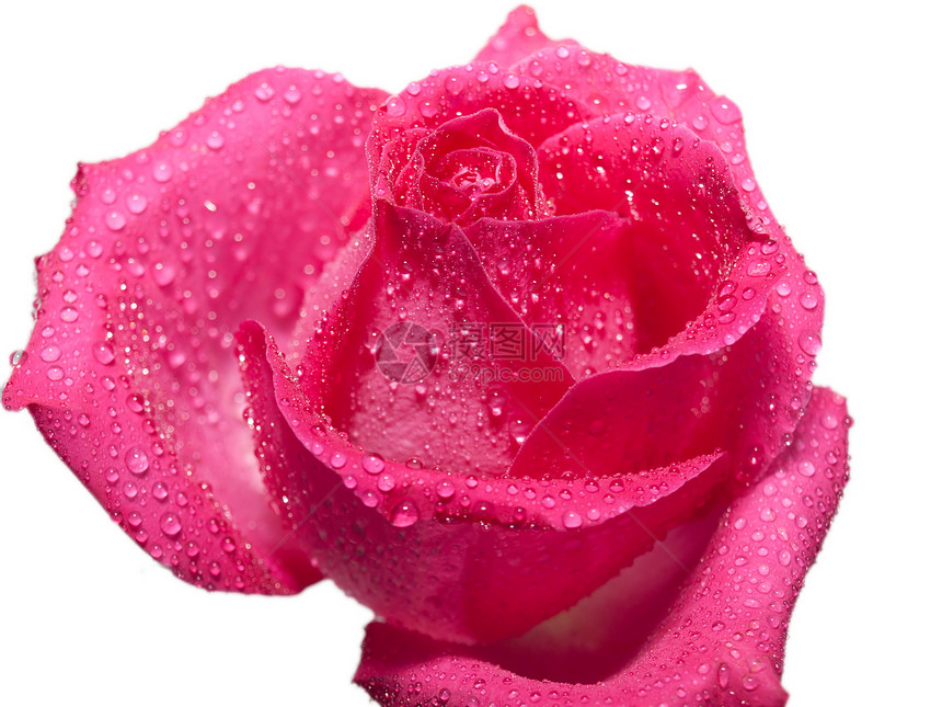 粉红玫瑰在白背景上被孤立花瓣粉色白色宏观图片