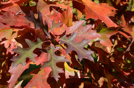 秋天树叶橙子黄色叶子季节红色橡木背景图片