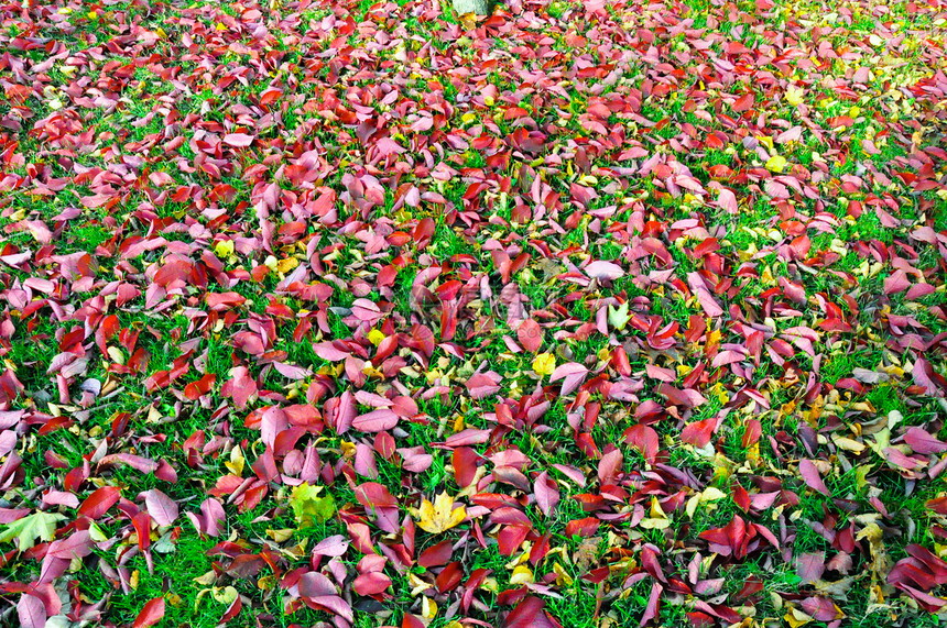 落叶红色绿色叶子图片