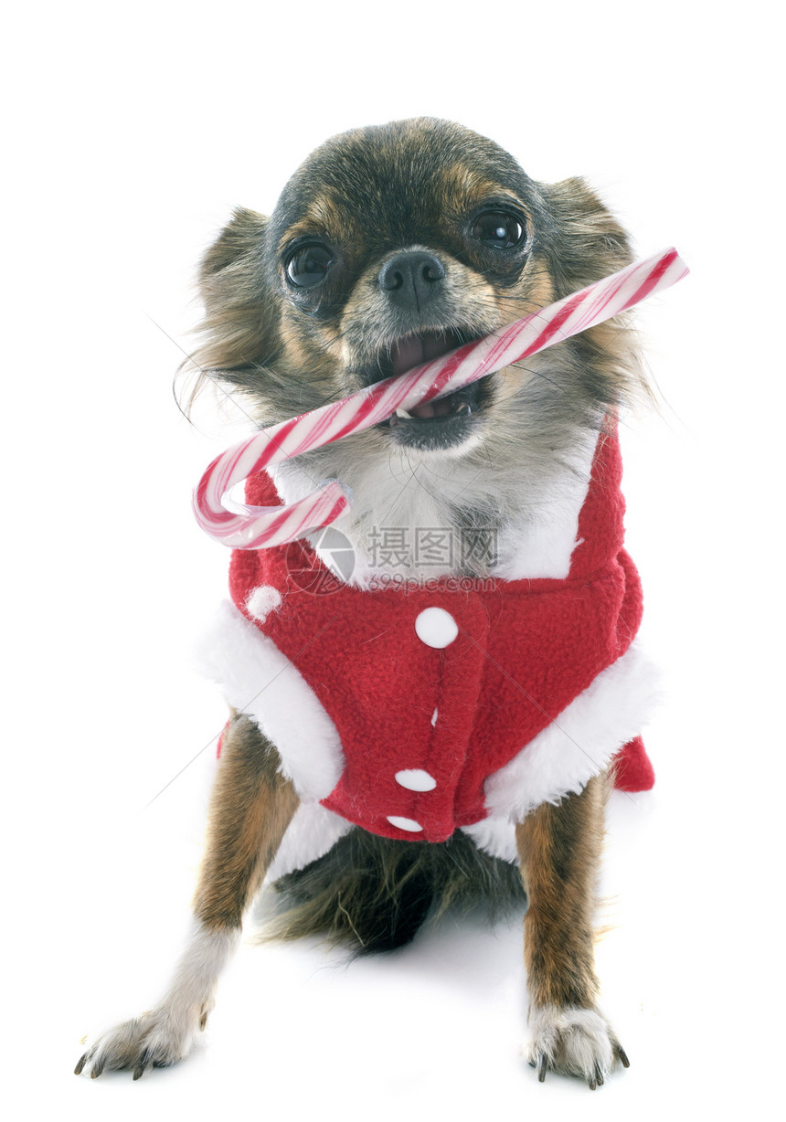 基督教吉华戏服糖果新年红色展示宠物小狗棕色季节幽默图片