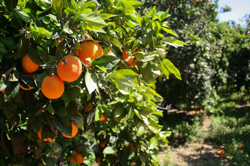 橙树植物太阳修剪橙子果汁气候爱好水果食物天空图片