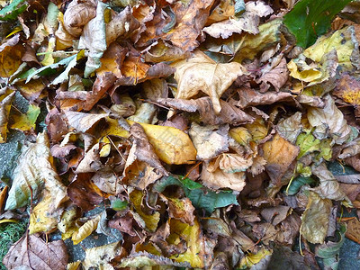 棕叶叶树木树叶绿色冰壶叶子背景图片