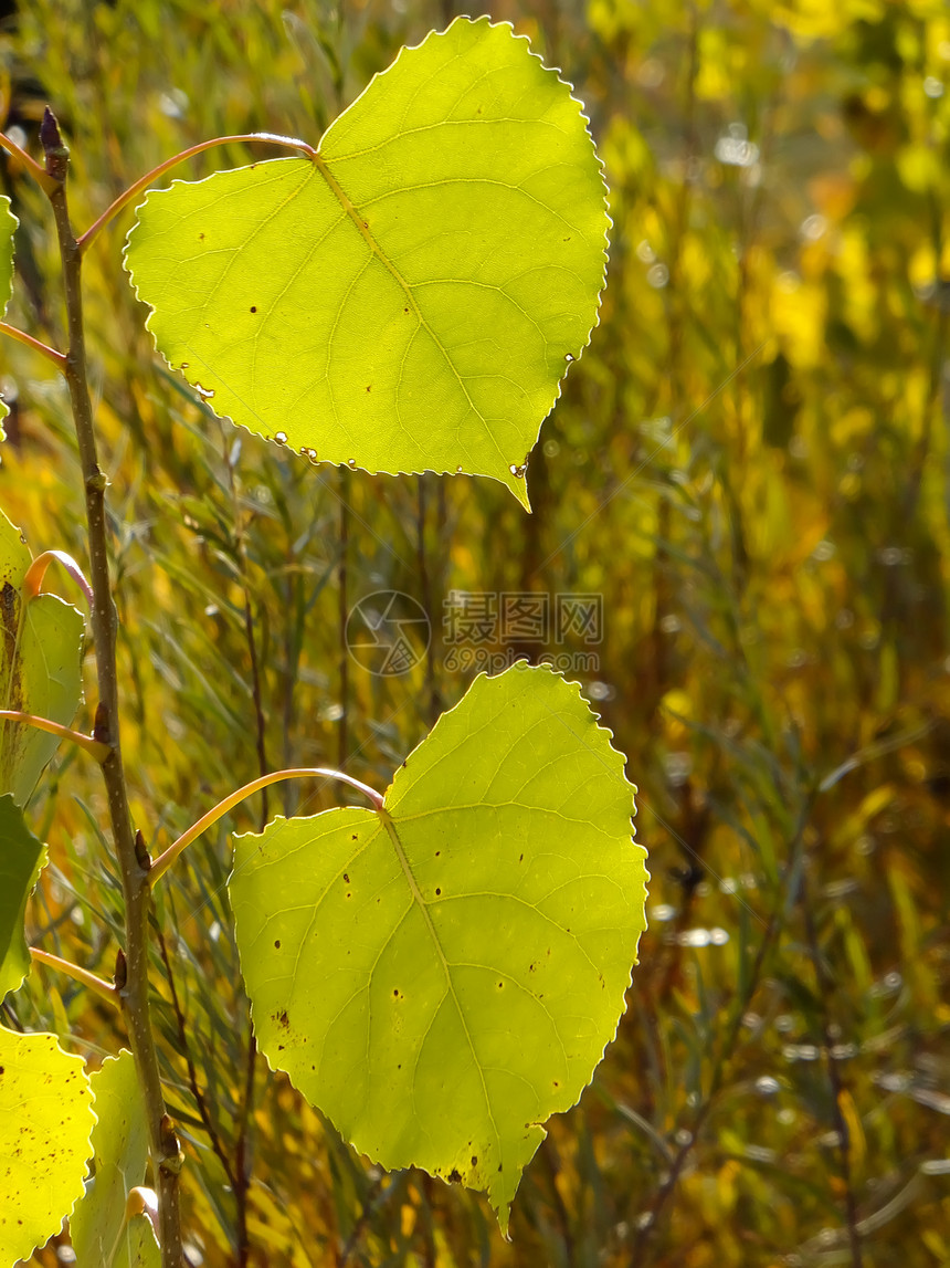 紧贴着棉木树叶宏观叶子背光图片