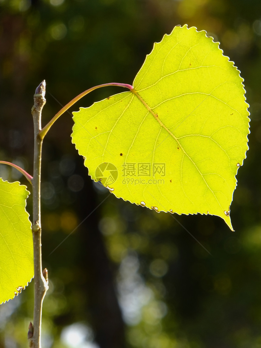 紧贴着棉木树叶背光宏观叶子图片