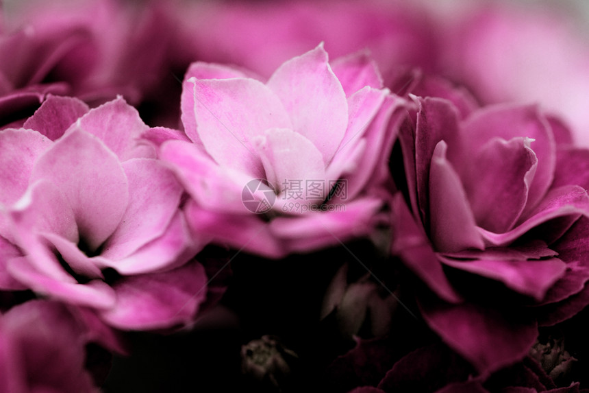 卡兰乔花花花婚姻周年庆典纪念日花园展示芳香环境花瓣女士图片