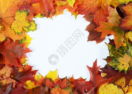 秋叶树边框红色橙子树叶叶子黄色季节背景图片