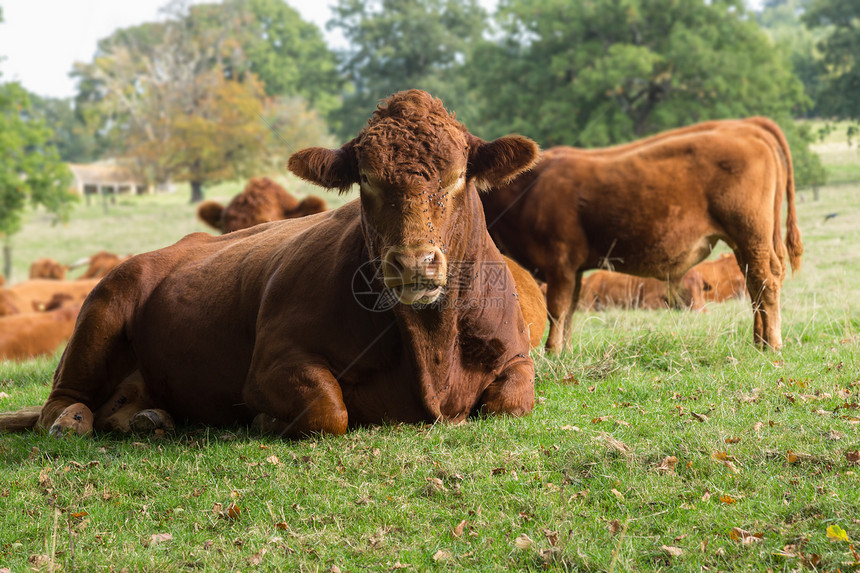 在草原中休息的大棕色奶牛小牛场地国家田园农村草地农业绿色牧场家畜图片