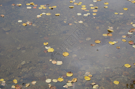 土季节树叶棕色黄色背景图片