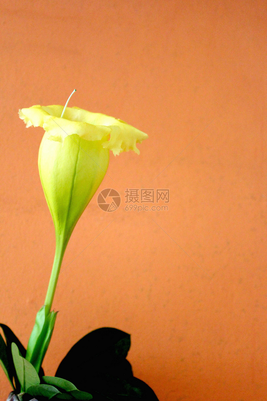 华丽的圣杯 黄色花朵季节宏观礼物花瓣金子植物植物群花园植物学杯子图片