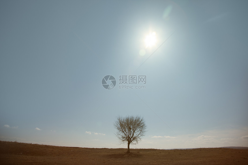 树阳光冥想阴影概念沙漠木头干旱草原日光孤独图片