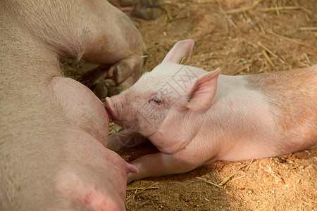 猪宝宝拜年年幼猪孩子干草牧场尾巴动物群婴儿新生哺乳期乳房食物背景