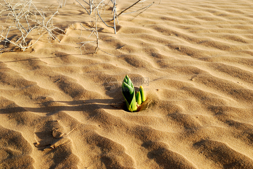 沙漠中的春天绿色沙丘生长生存土地活力环境黄色生活气候图片