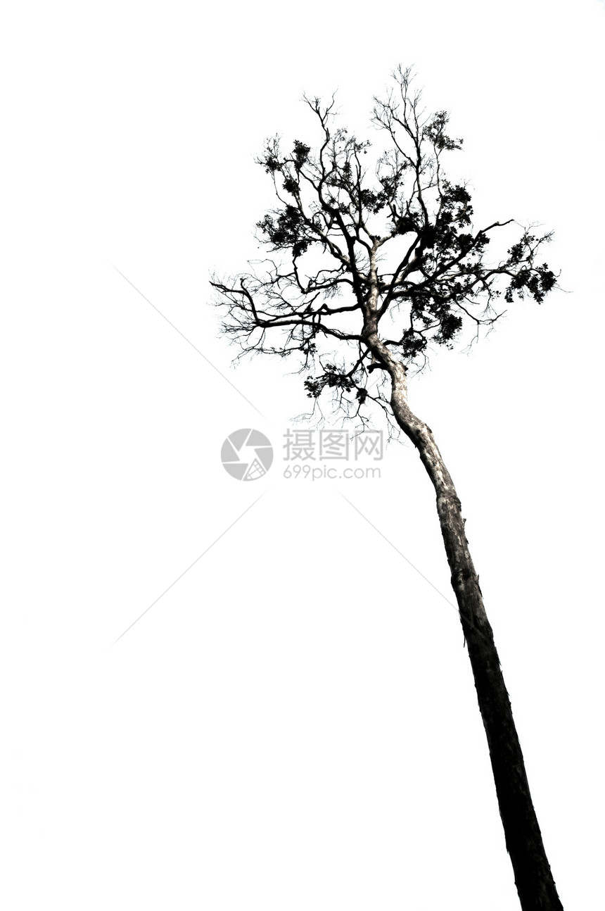 树的长长生长季节性插图植物森林树干白色死亡环境季节图片
