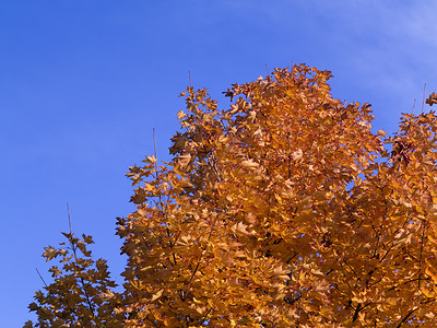 秋季假期植物树叶天空季节叶子蓝天枫树分支机构背景图片