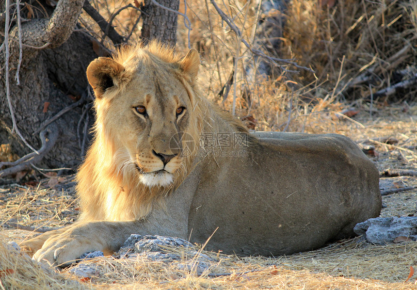 伊托沙部落的年轻男性狮子躺在草地上眼睛大草原哺乳动物国王女性王国荒野公园母狮动物园图片