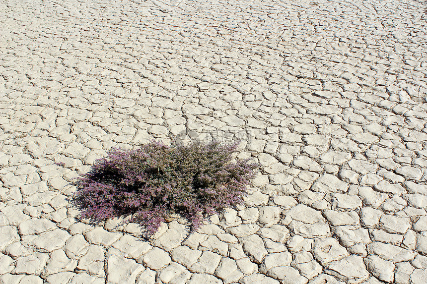 Sessusvlei死谷 Sesr附近Nanib沙漠的植物蓬勃生长图片