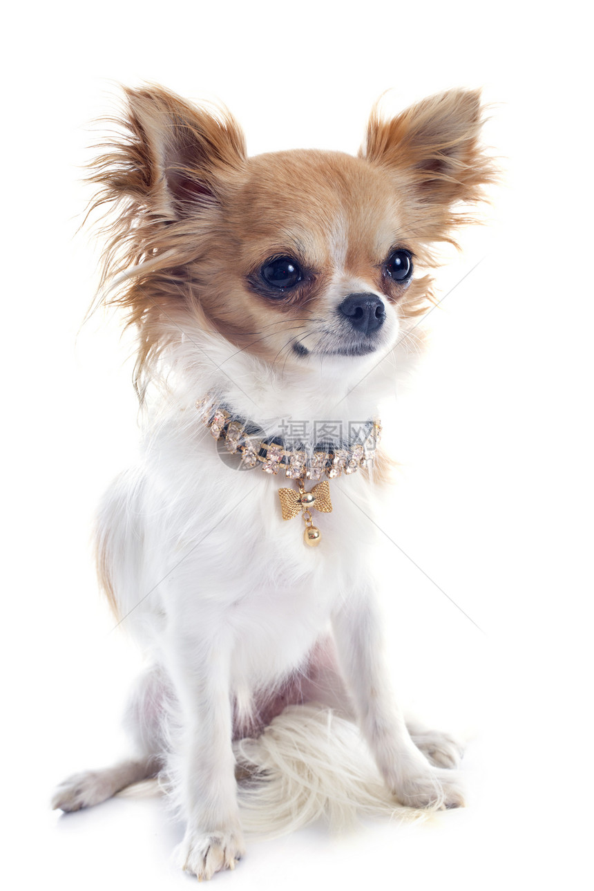 小狗吉娃娃衣领宠物工作室犬类伴侣白色棕色动物珠宝图片