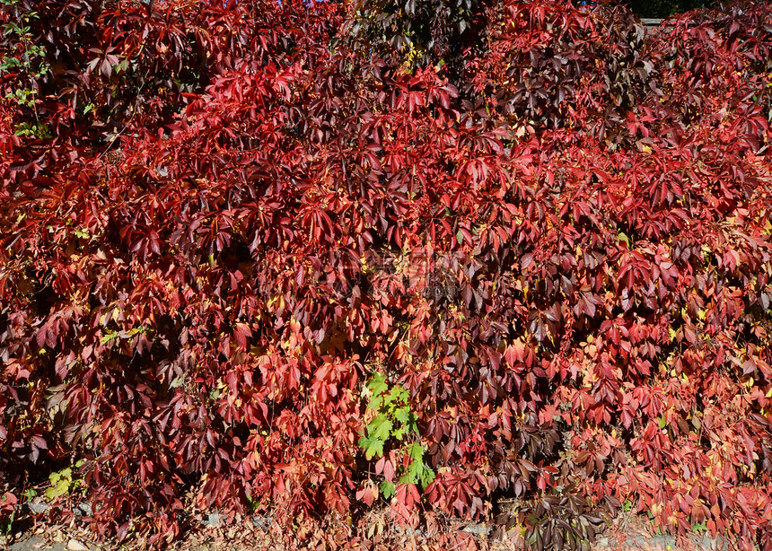 秋季假期绿色叶子植物季节红色树叶图片