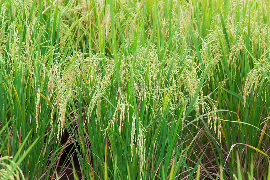 稻米田场地旅行文化收获摄影生长植物草地农场牧场图片