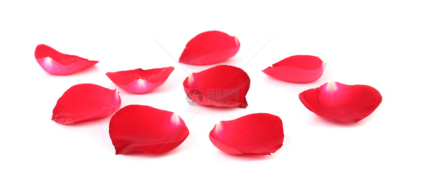 美丽的红玫瑰花瓣美丽宏观团体反射脆弱性礼物红色剪裁白色玫瑰图片