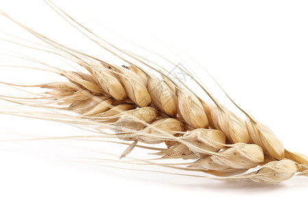 黑麦仁靠近小麦耳朵谷物栽培农业面粉植物生长早餐食物收成粮食背景