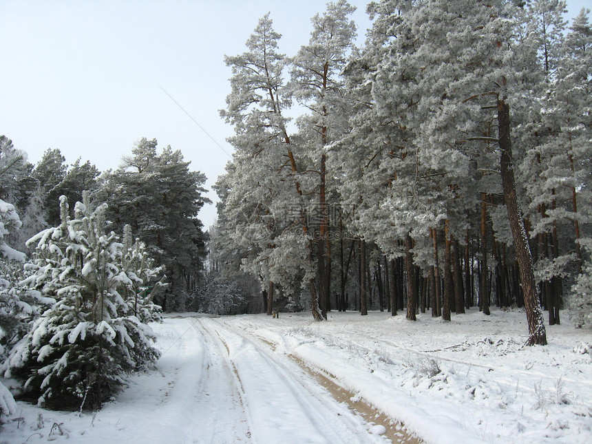 森林的冬季风景松树空气生活雪堆木头天空季节树干天气植物群图片