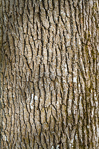 树木条摘要森林木头背景图片