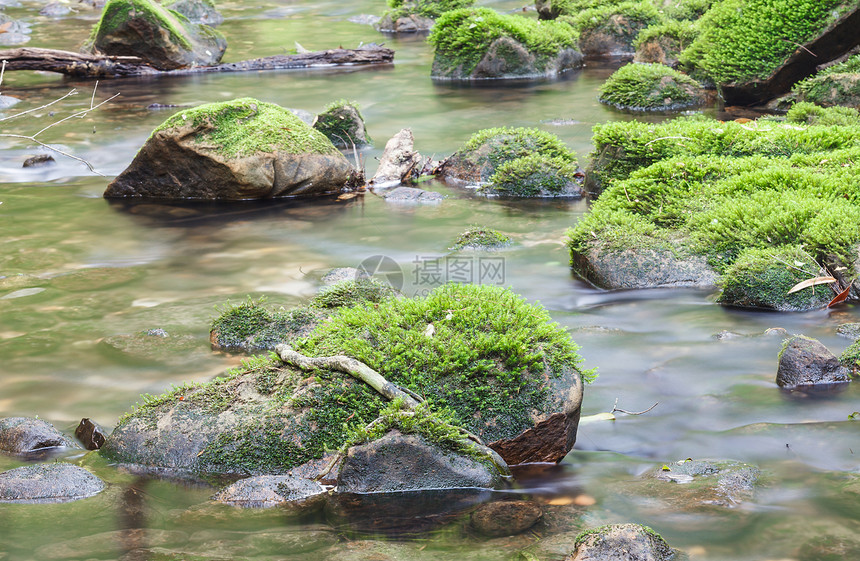 蚊子覆盖了河流中的岩石流动峡谷溪流美丽风景荒野叶子植物木头苔藓图片