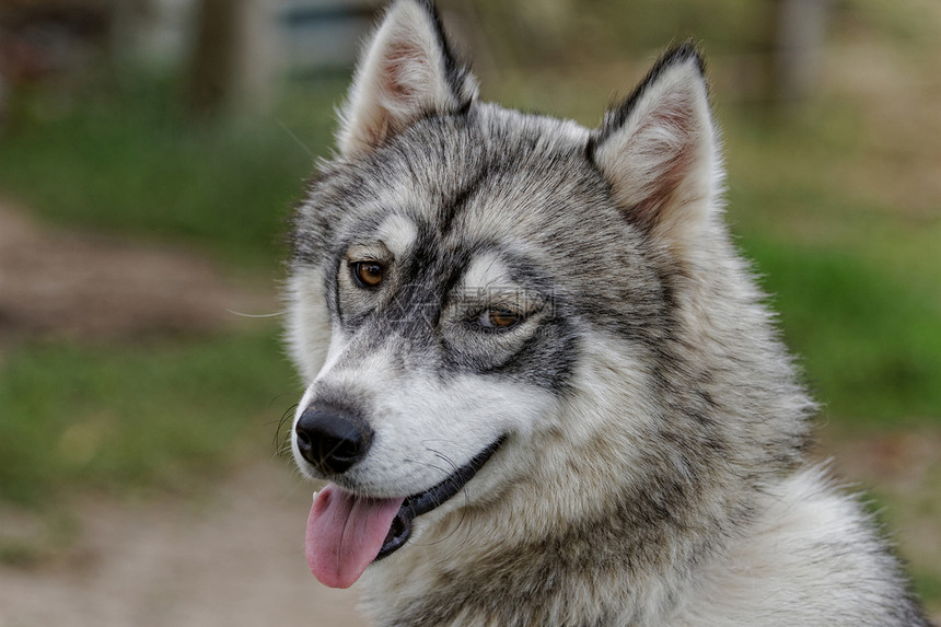 哈斯基狗毛皮伴侣眼睛雪橇外套朋友宠物耳朵犬类动物图片