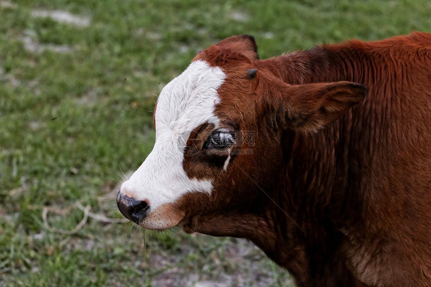 奶牛奶制品农业牧场哺乳动物牛肉动物喇叭家畜国家牛奶图片