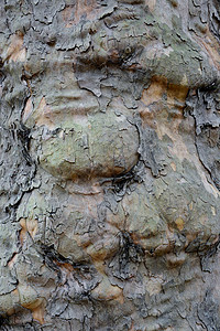 树皮木头树干森林背景图片