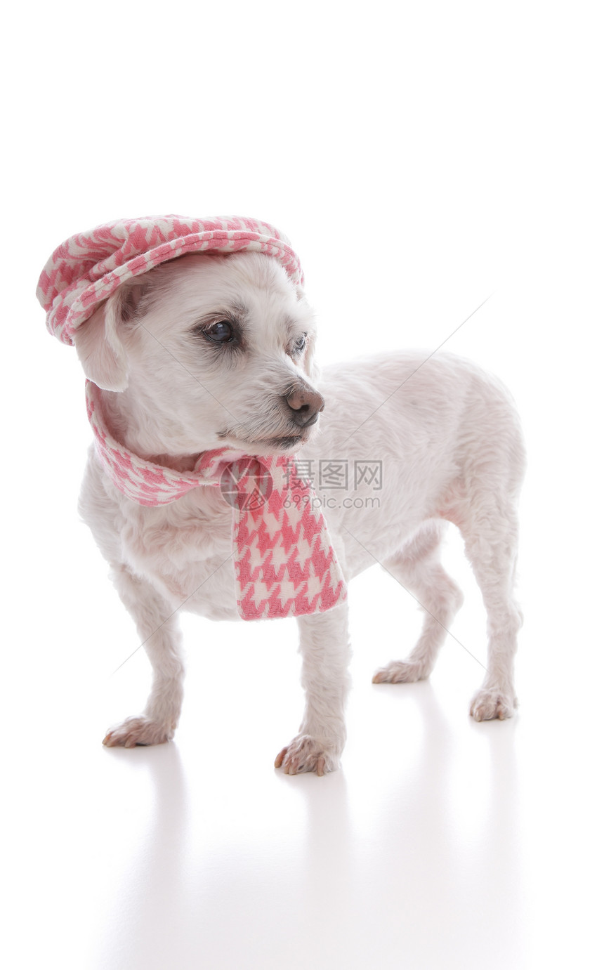 戴帽子和围巾的特伦迪狗图片