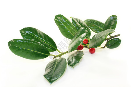因莱历红色珠宝浆果白色水果树枝灌木植物树叶绿色背景图片