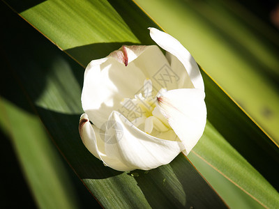 白花植物群叶子环境白色植物丛林花园白色的高清图片素材