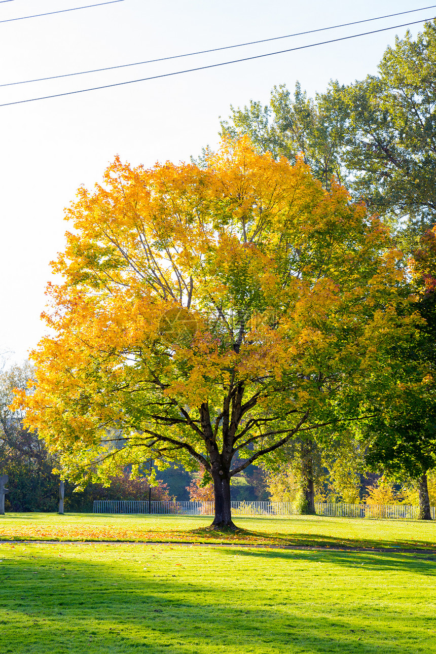 美丽的秋树叶树木季节橙子黄色颜色季节性叶子图片