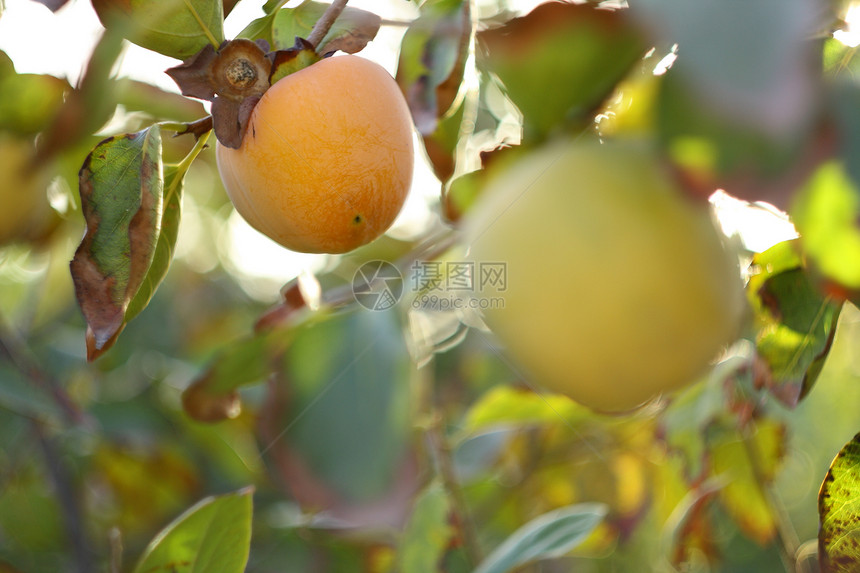 秋天 树上有新鲜的果实和叶子农业食物季节水果卡其色季节性植物收成绿色橙子图片